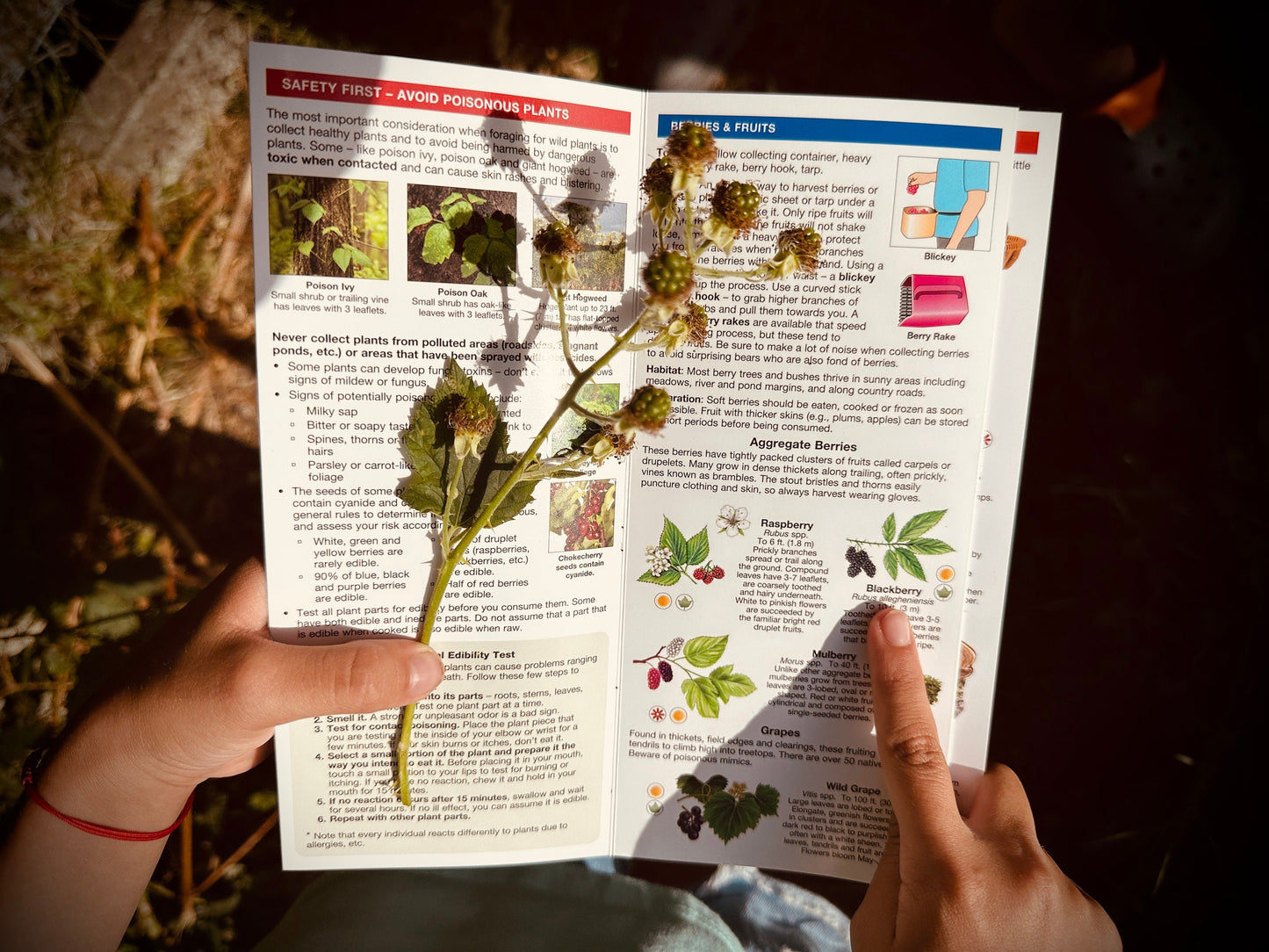 Foraging For Wild Edible Foods Pocket guide