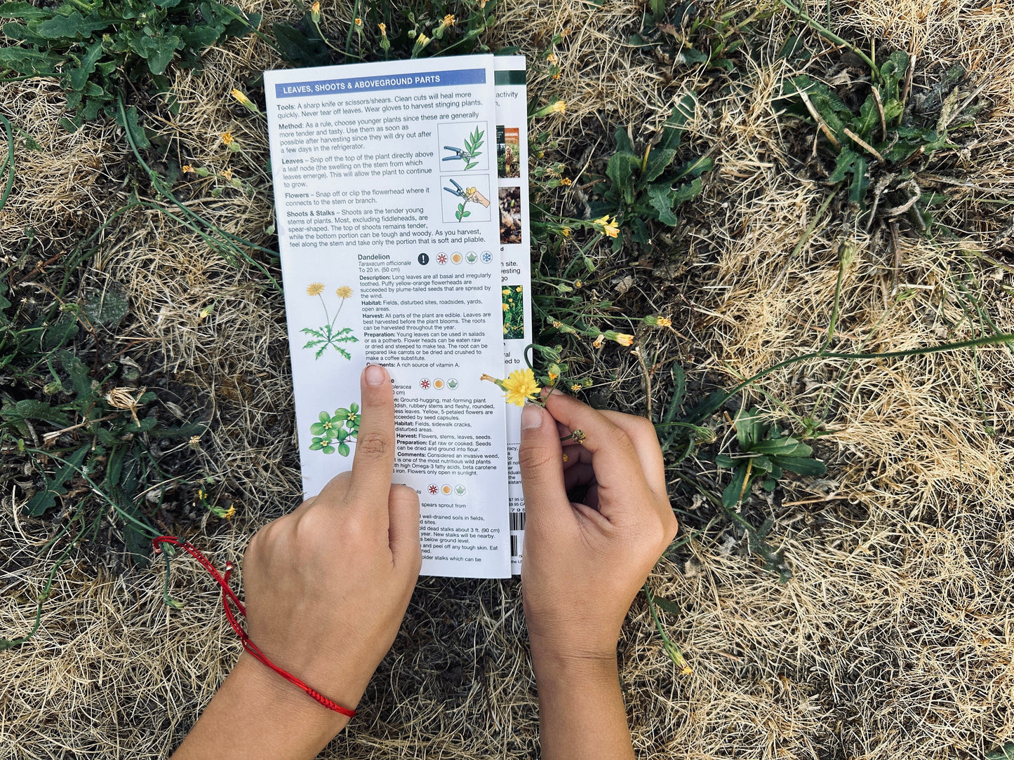 Edible Wild Plants Pocket guide