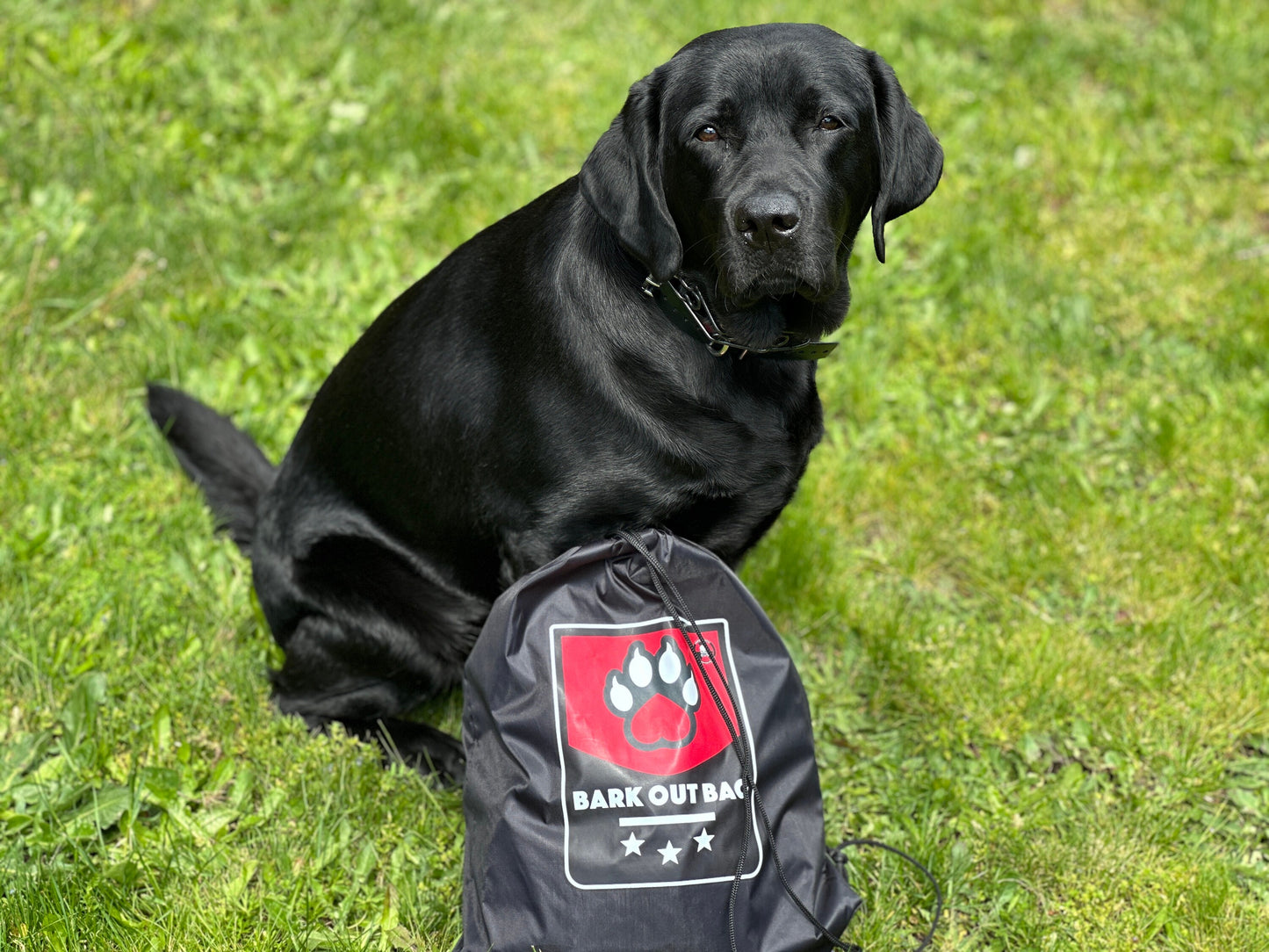 BARK-OUT-BAG (one pet)